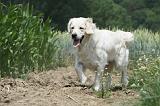 GOLDEN RETRIEVER 646